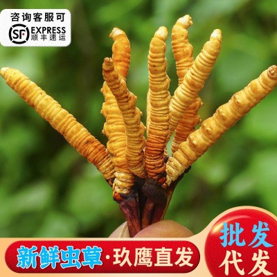 2025年新鲜虫草产地直发西藏那曲高海拔冬虫夏草干刷鲜虫草批发