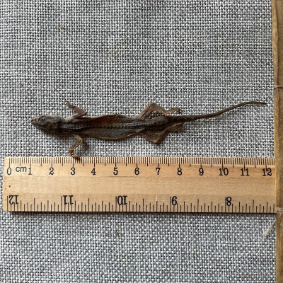 中药材批发供应晒干整只壁虎天龙守宫开膛壁虎干代磨粉爬墙虎规格