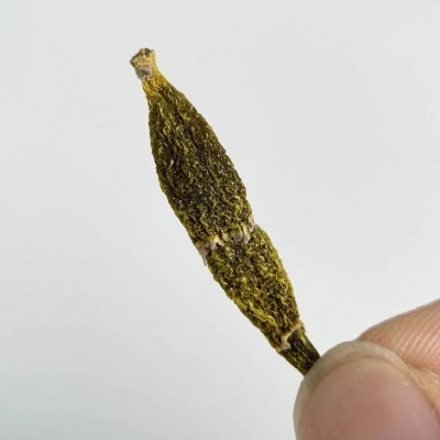 云南红珠虫铁皮石斛精选 胶质饱满 味道清香 滋补品供应链