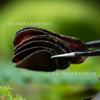 散装鹿茸片批发 鹿茸全蜡片鹿产品一手货源白粉片红粉片鹿筋代发