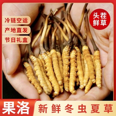 2025头期青海果洛玉树新鲜冬虫夏草产地直发手工干刷鲜虫草批发