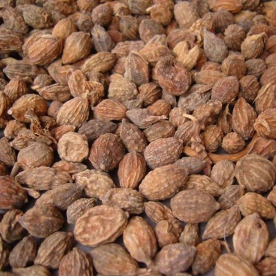 益智仁中药材海南野生正品无添加益智仁泡茶泡酒食用批发零售