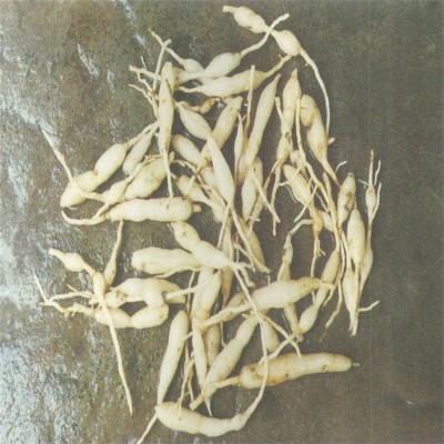 麦冬批发基地 大粒干麦冬茶散装 种类繁多 发货快速