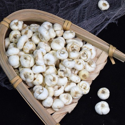 新货贝母产地货源中药材批发川贝母平贝母各种规格现货速发承接大