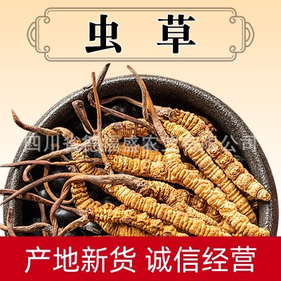 批发西藏那曲虫草 冬虫夏草批发 青海玉树虫草可自选礼盒珍品