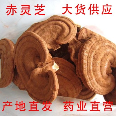 山东冠县赤灵芝干货中药材野生红芝整棵整朵灵芝切片大货产地直供