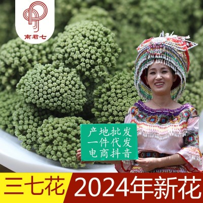 南君七文山三七花 2024年新花二三年田七三七花茶 云南文山田七花