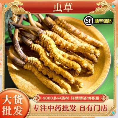 冬虫夏草批发虫草批发藏区虫草无断条冬虫夏草西藏挑选虫草代发