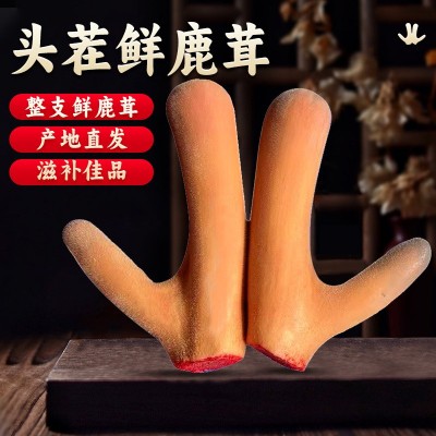 新鲜鹿茸吉林鹿茸段整支鹿茸煲汤泡酒鹿茸段片产地批发鲜鹿茸