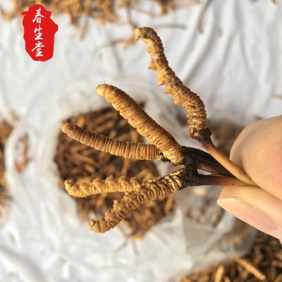春生堂滋补品冬虫夏草 高海拔新鲜品质虫草散装批发送礼佳品