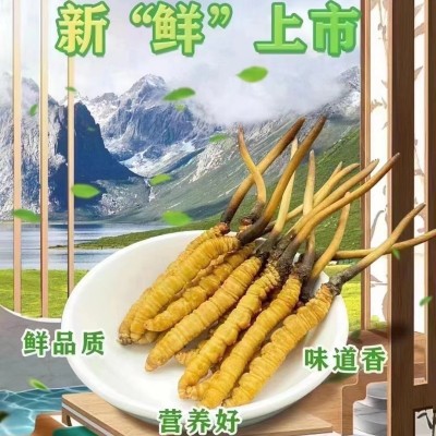 2025年头茬新鲜冬虫夏草现挖现发原产地直发无断草可产地一件代发
