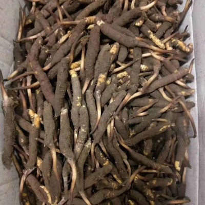 2024年西藏那曲新鲜虫草头茬新鲜冬虫夏草高海拔新鲜虫草0.4-0.69