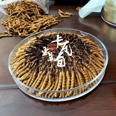 2024年新鲜冬虫夏草批发高海拔西藏那曲虫草产地一手货源藏民批发