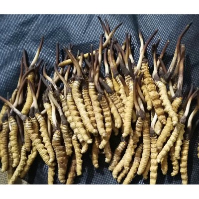 2024那曲新鲜虫草 高海拔西藏那曲冬虫夏草 新鲜虫草产地直发代货