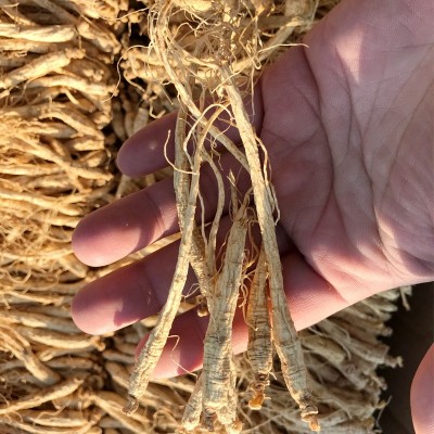 长白山人参化妆品食品茶饮干人参 火锅煲汤洗发水精油香皂小干参