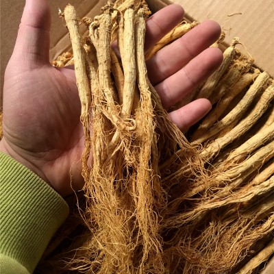 洗发水沐浴露日化用干人参原皮原色生晒参 饮料熬夜水长白山人参