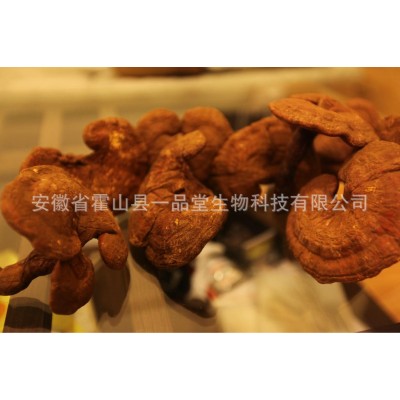 供应椴木赤灵芝、椴木灵芝、霍山灵芝、大别山灵芝