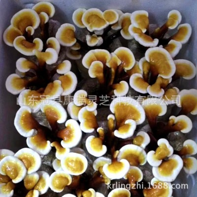 山东冠县灵芝种植基地批发活体灵芝 灵芝盆栽 灵芝种苗 灵芝摆件