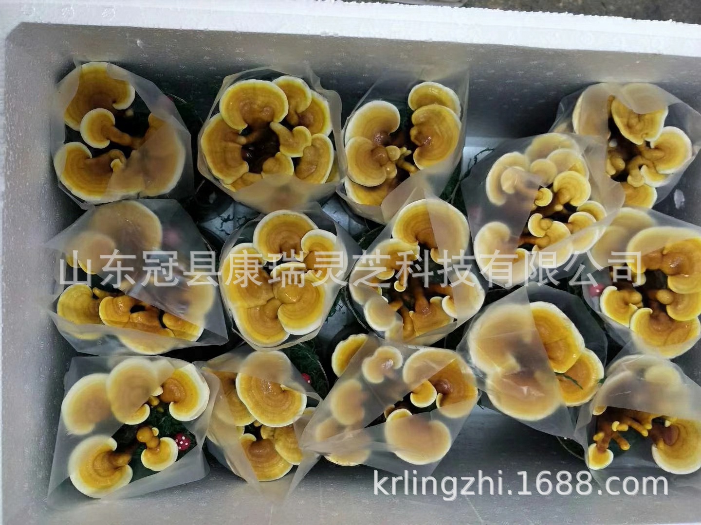 mmexport1546838391573