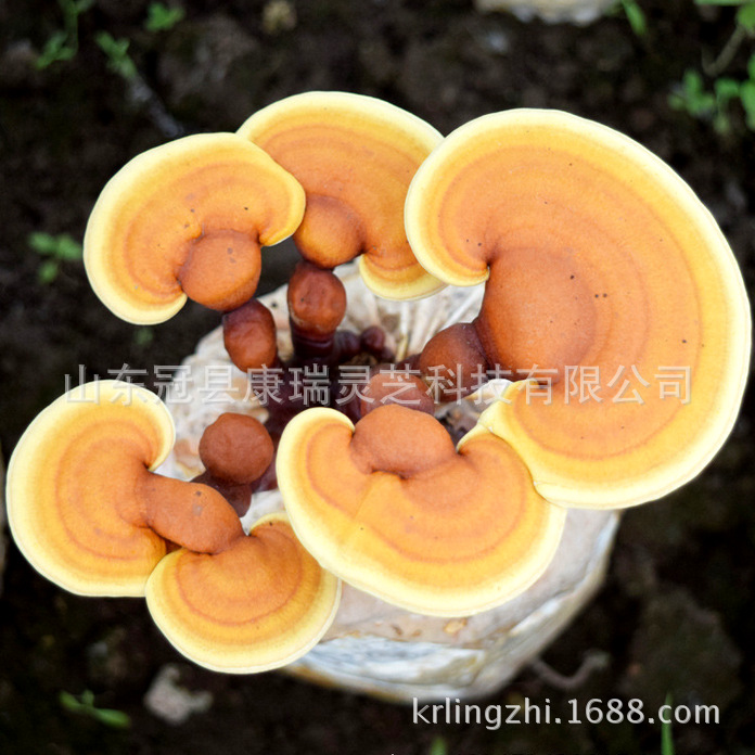 QQ图片20160625212423