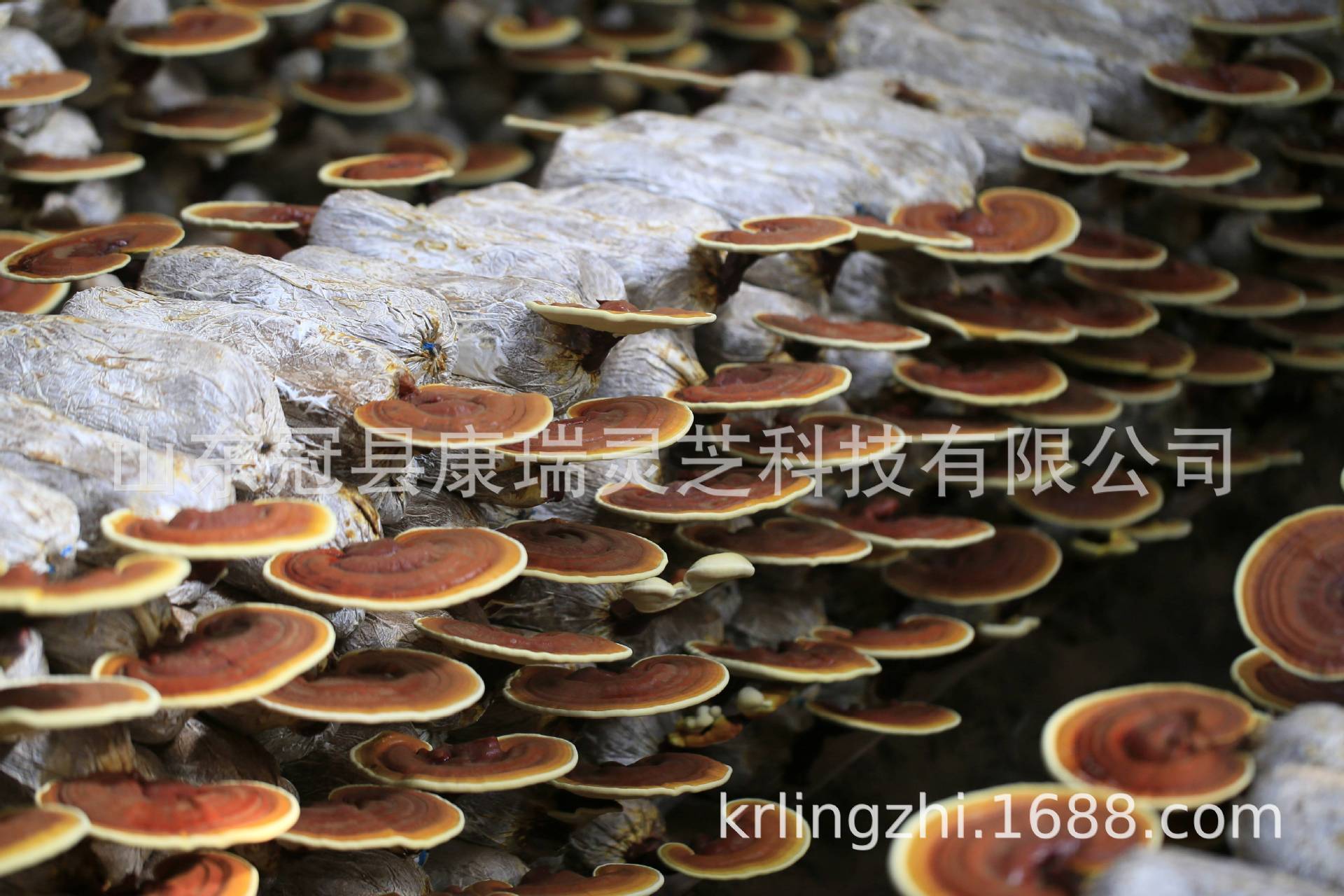 2d1e385796d44701bf3ef1364e5566