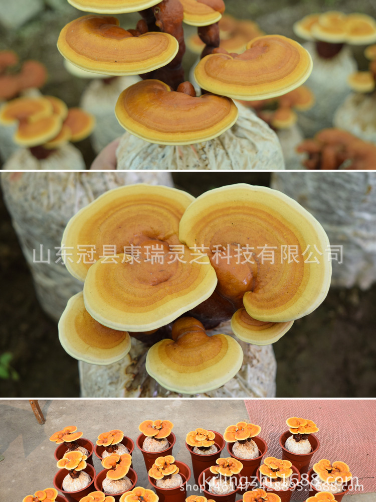 3165728321_1372905435