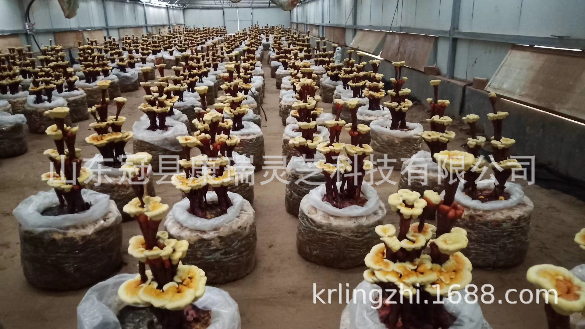 mmexport1560384966377