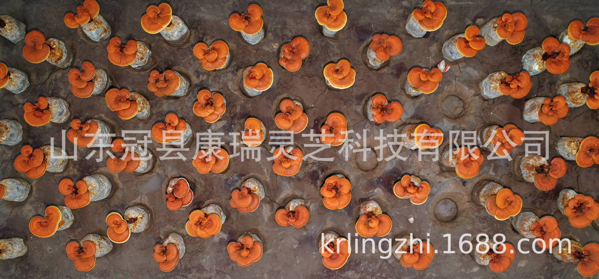 光影魔术手拼图111