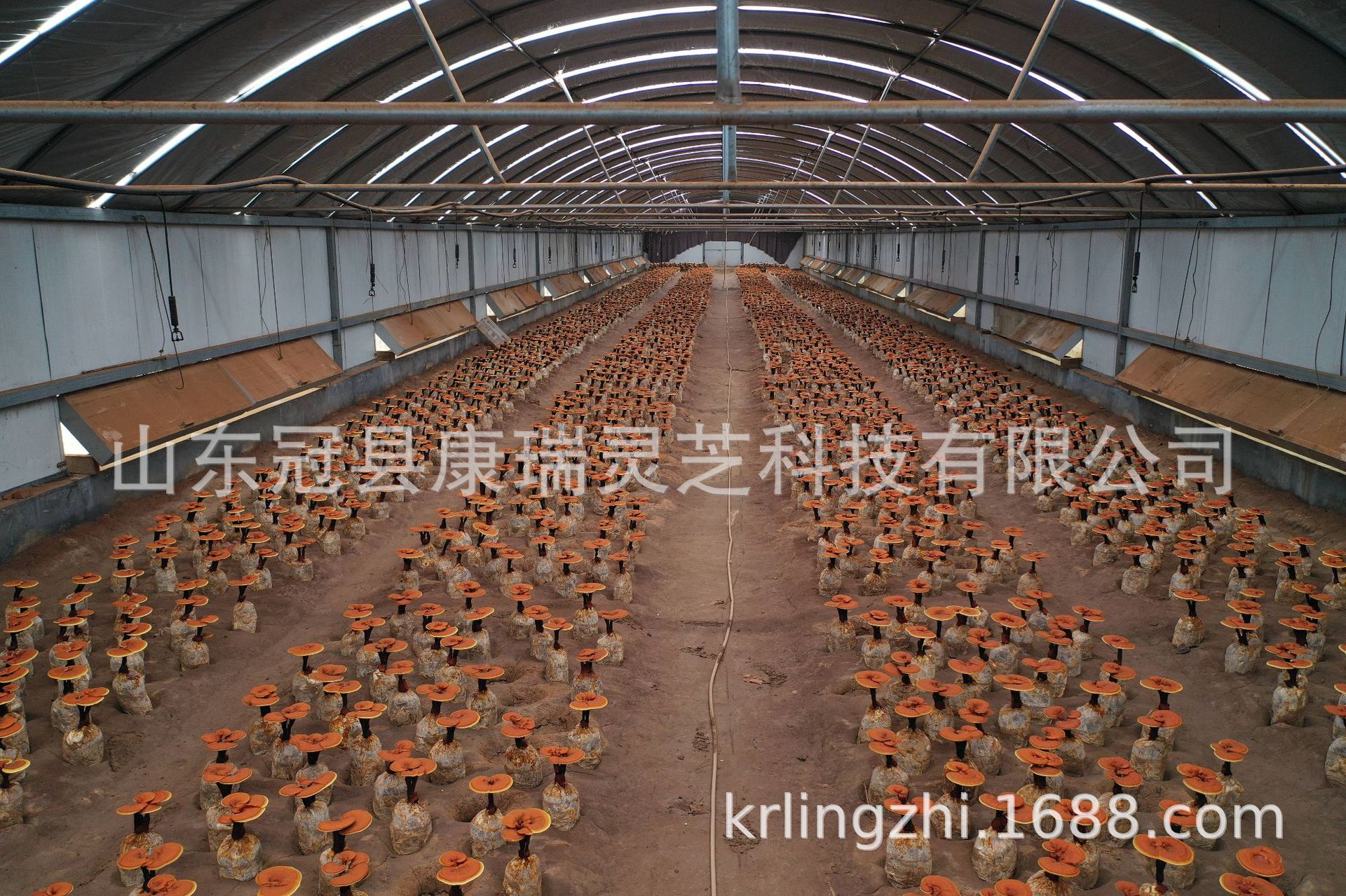 mmexport1437555110692