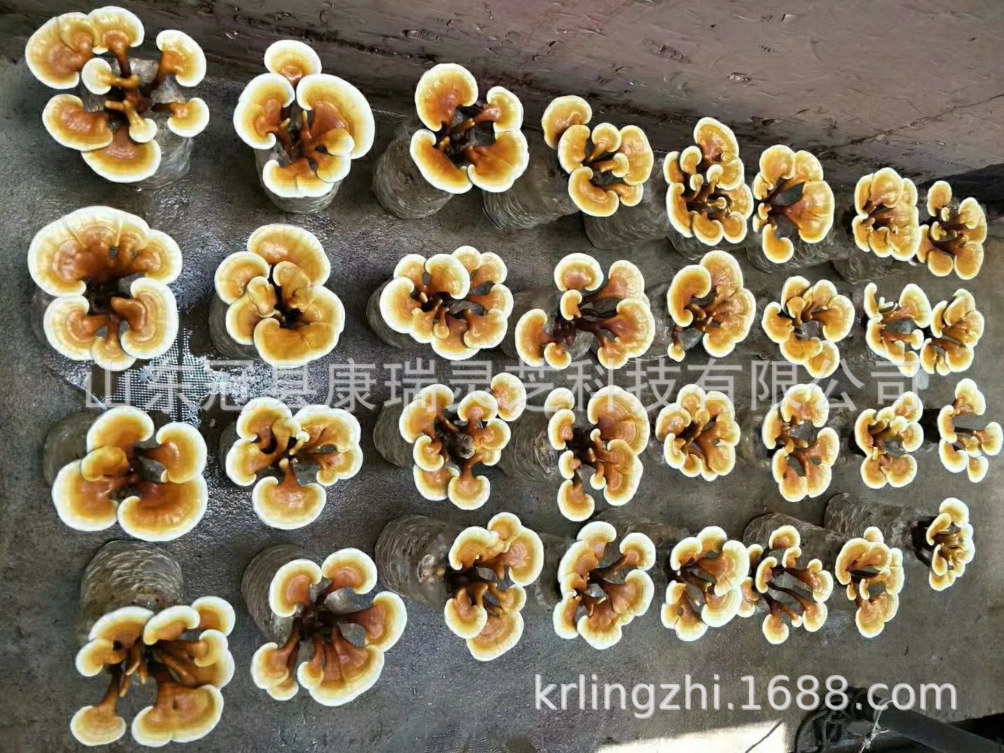 mmexport1546838402678