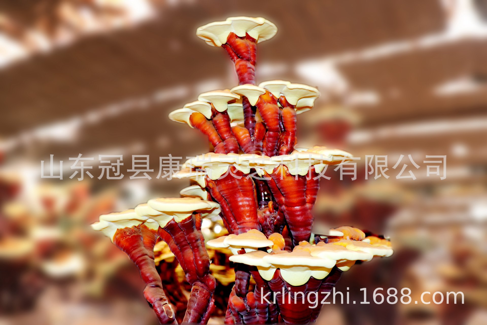 0039cVgSzy7uz6yDq9482_副本