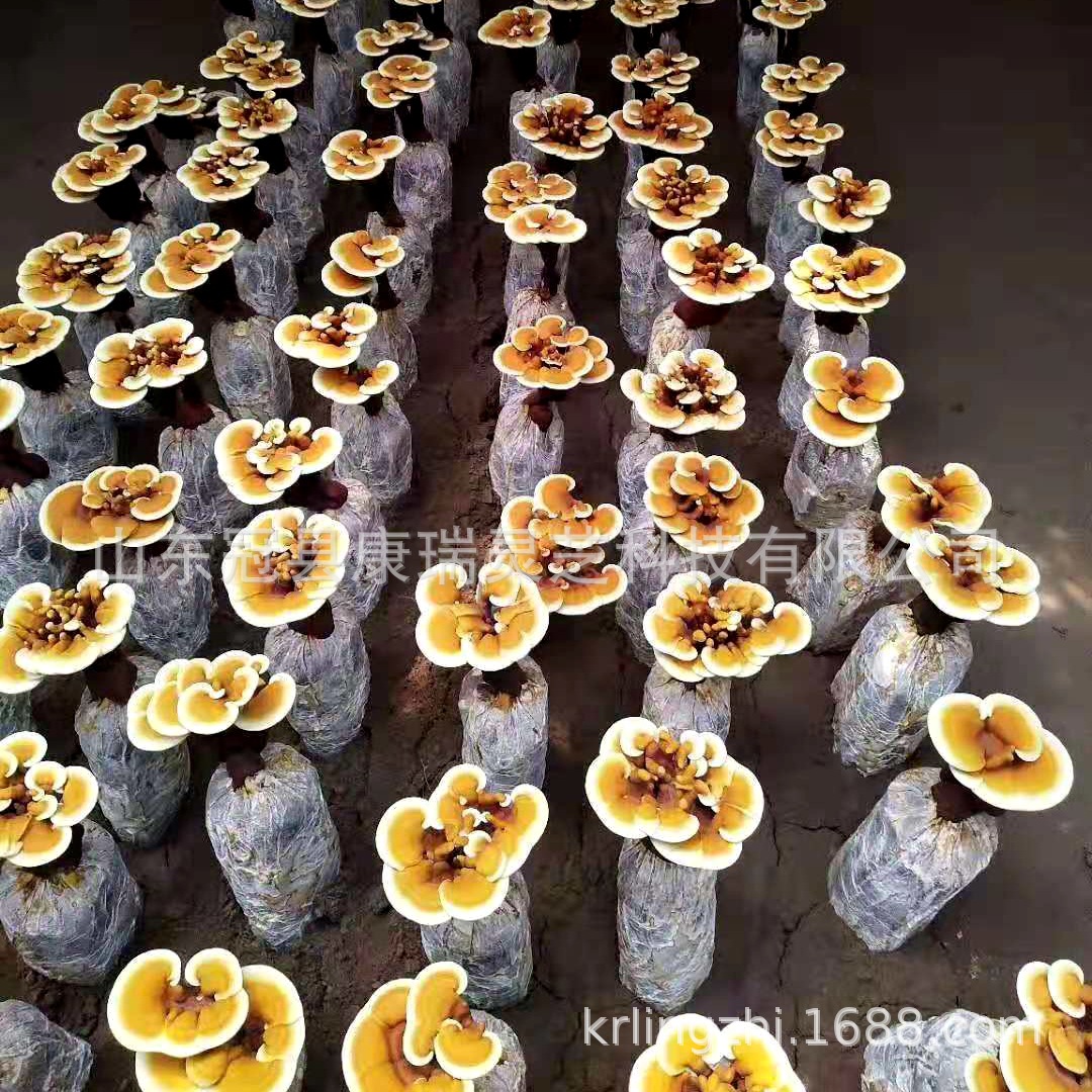 mmexport1567224738263_副本