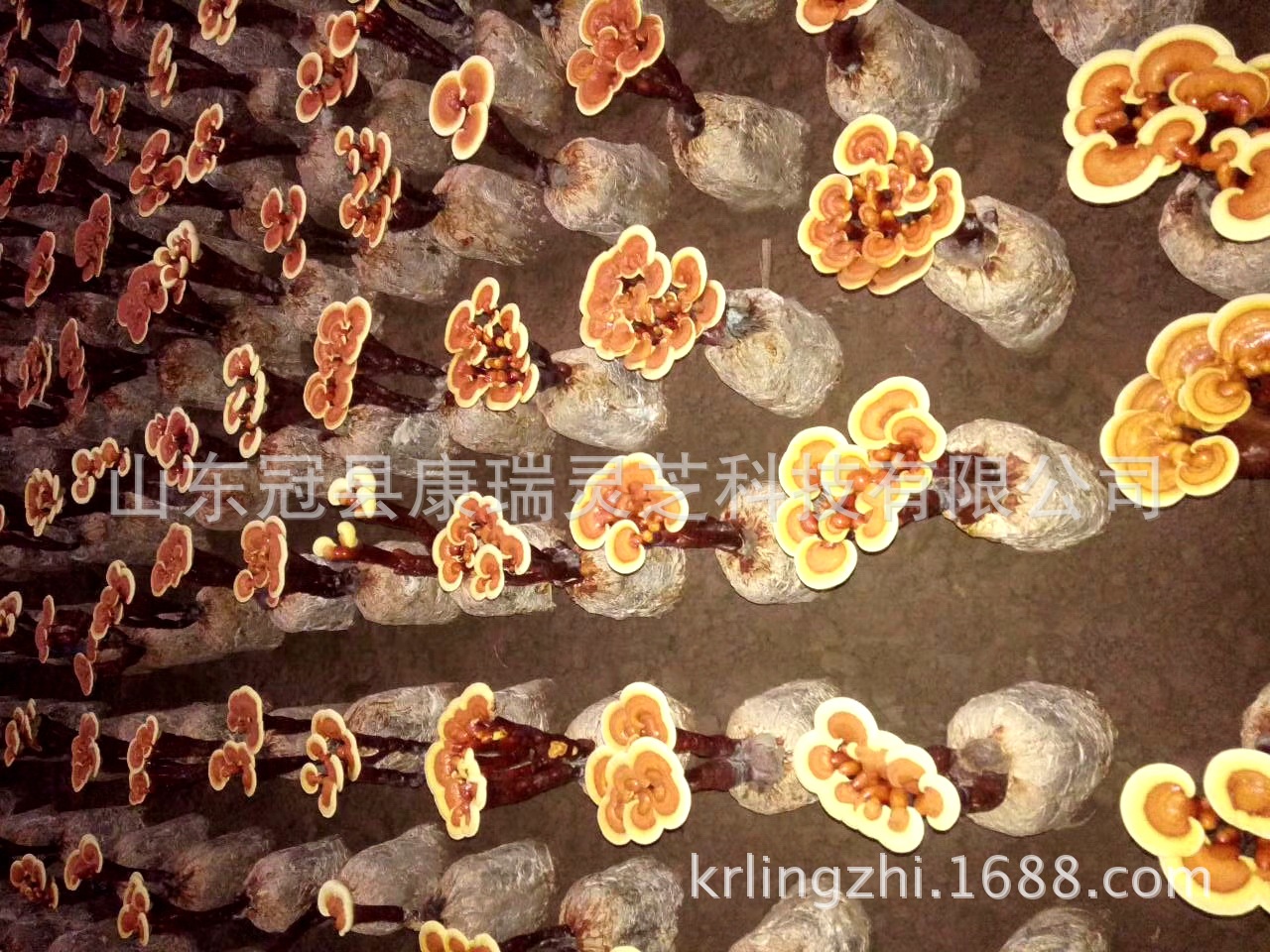 mmexport1504001821949