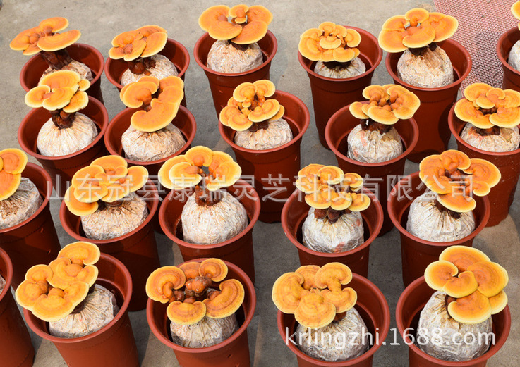 QQ图片20160625212450_副本