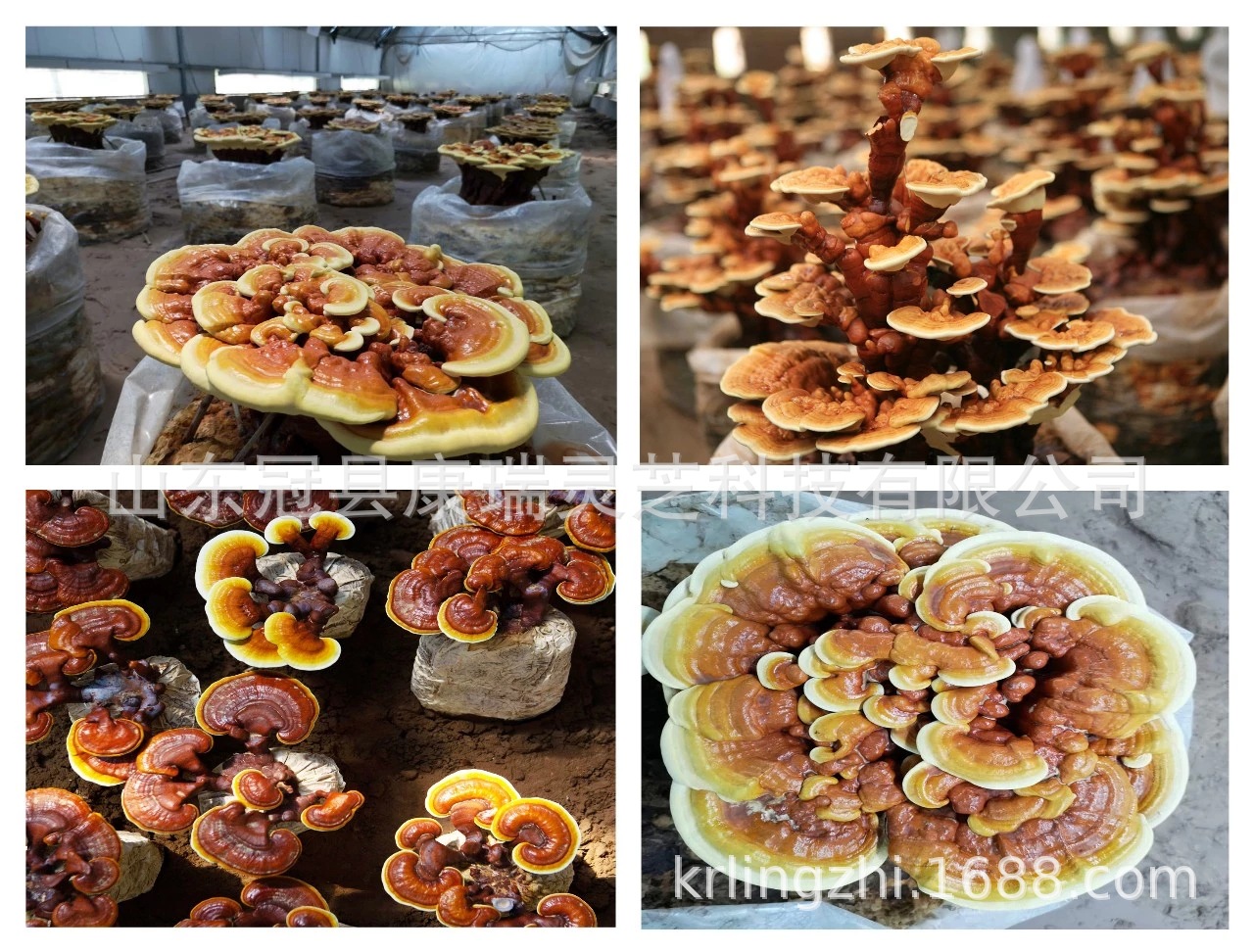 TB2ysatXzjmJKJjy0FjXXcLnFXa_!!