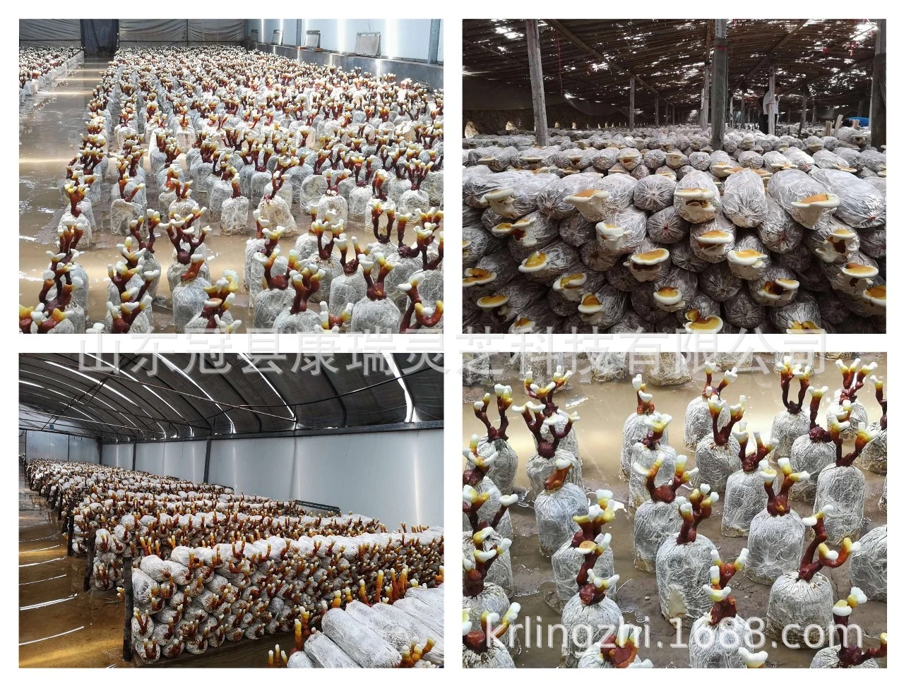 mmexport1560384963513