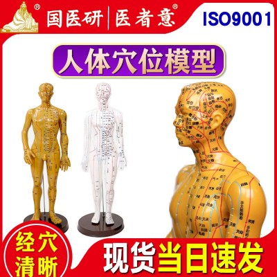 高清刻字人体经络穴位模型全身男女中医针灸铜人小皮人扎针穴位图