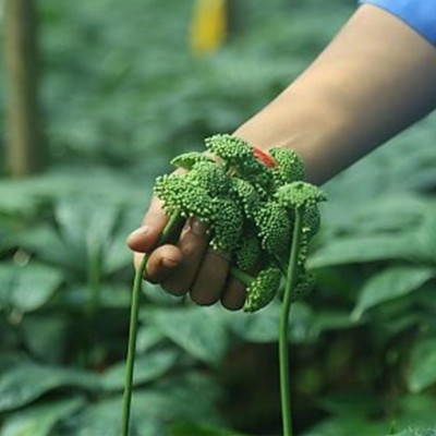 新三七花文山三七花茶 短杆无杆晒干手工采摘 三七花米云南田七花