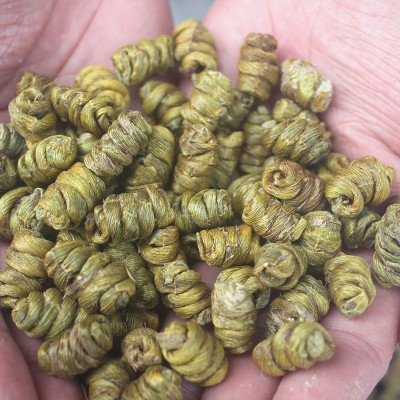 基地直供 一手货源 铁皮石斛 铁皮枫斗 通货 胶多少渣