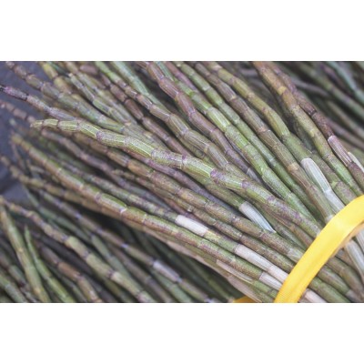 乐清雁荡山铁皮石斛鲜条 现剪现卖