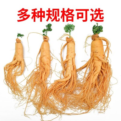 【保鲜人参】长白山人参批发 厂家直销 东北特产 新鲜人参 泡酒参