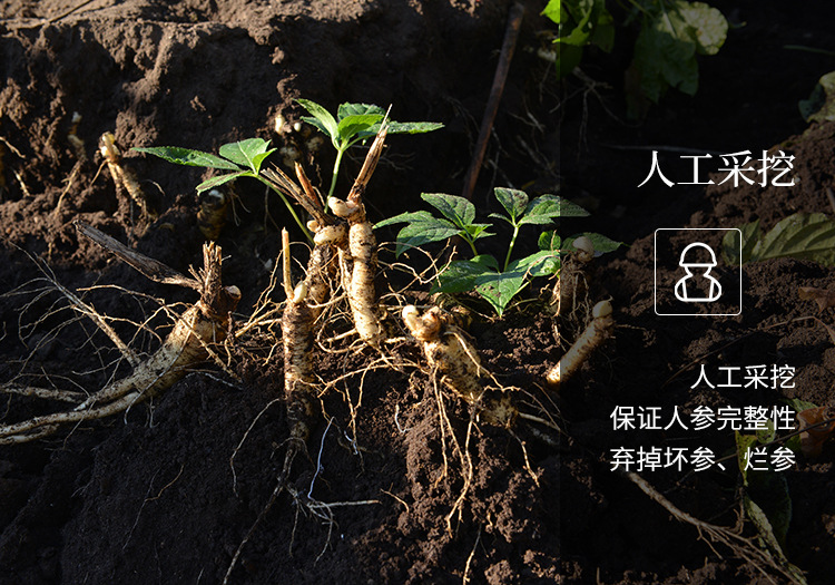 保鲜参详情页_03