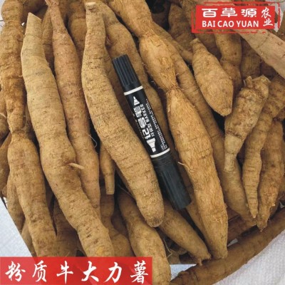 百草源新鲜牛大力薯生鲜货粉质薯500g金钟根中药材大叶正宗牛大力
