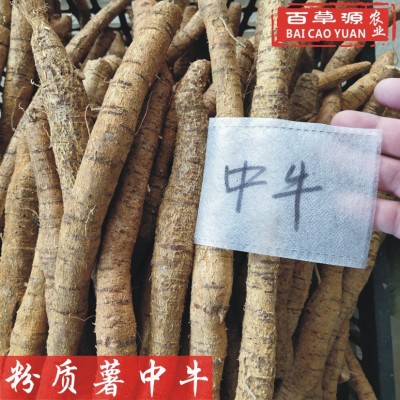 百草源牛大力薯新鲜货中牛500g中薯滋补广东煲汤大叶金钟根泡酒料