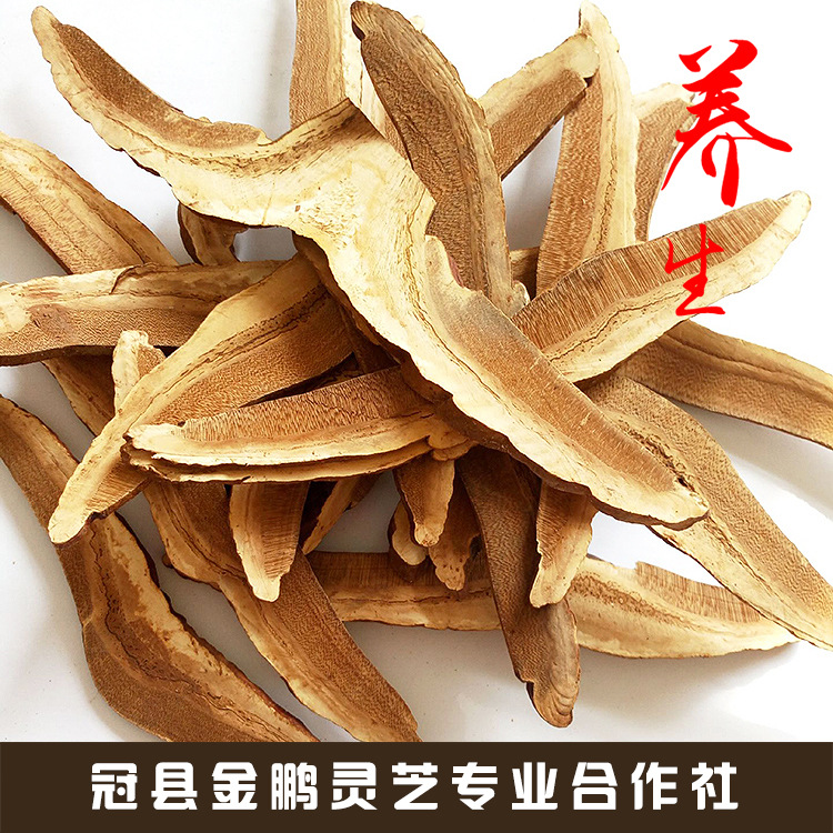 灵芝切片0