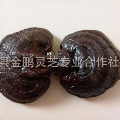 长白山紫灵芝 灵芝片 紫灵芝 产地销售