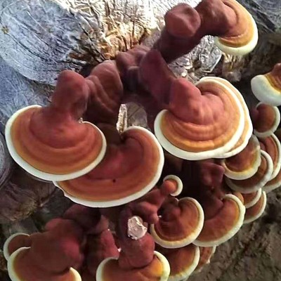 山东冠县玉杰食用菌 量大库存 灵芝菌包 灵芝菌棒