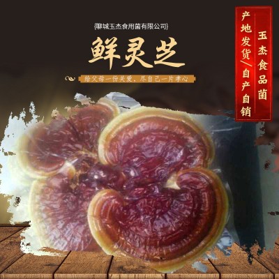 山东产地 鲜灵芝金边灵芝 活体赤灵芝鲜灵芝速冻灵芝白边灵
