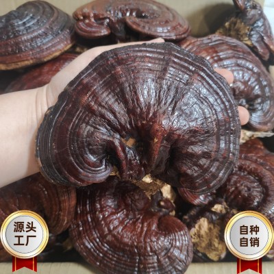 产地基地批发专用整朵可切片红灵芝赤灵芝一手灵芝货源保健