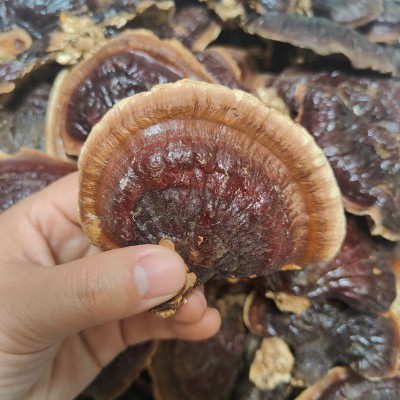 产地批发零售金边灵芝菌香味浓不苦整枝灵芝泡茶煲汤泡酒投料